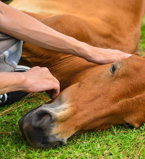 Colic in Horses