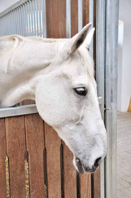 Equine Eventing - Ulcers